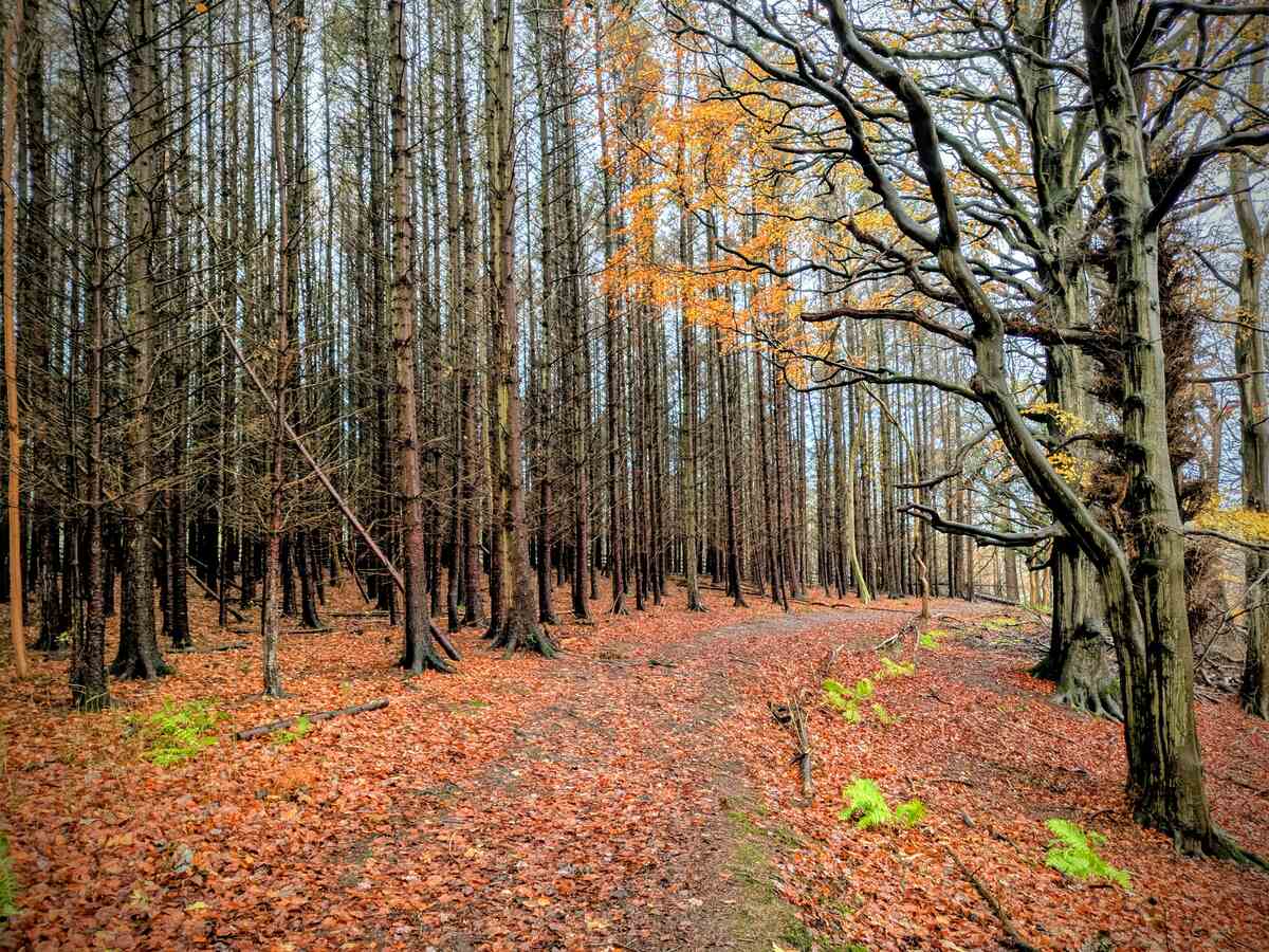 Autumn scene with rows of trees and leaves on the ground