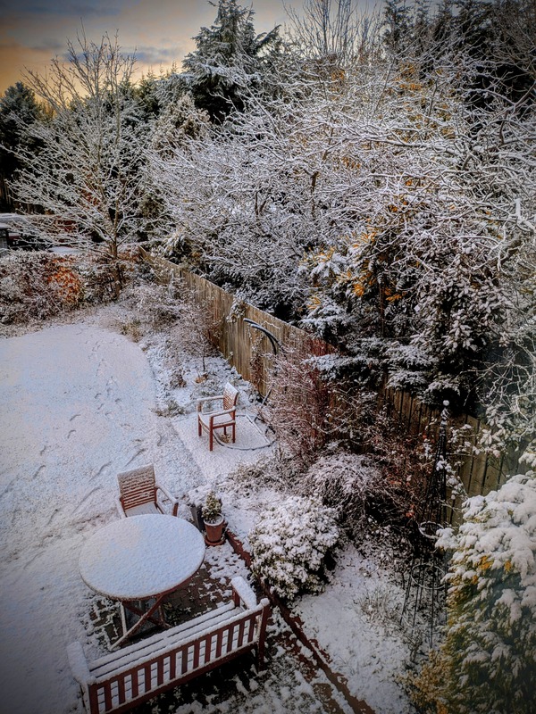 Part of a garden with trees, plants, and garden furniture covered in snow
