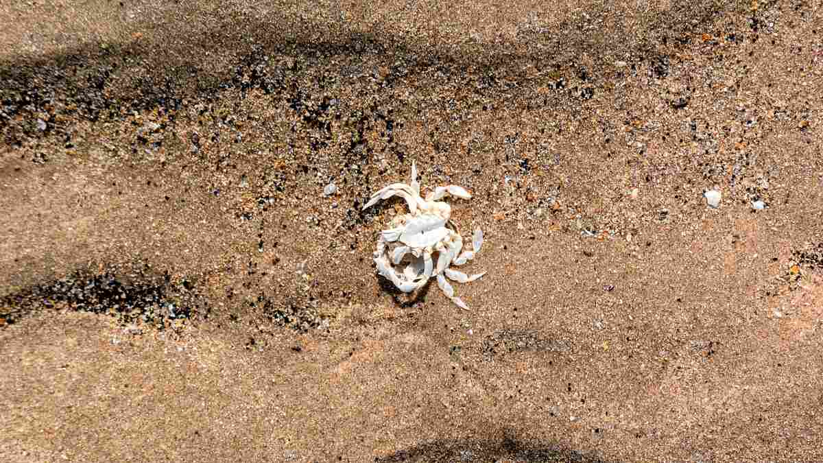 Tiny crab carapace on the sand