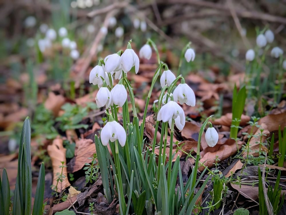 Photo of snowdrops amongst brown leaves