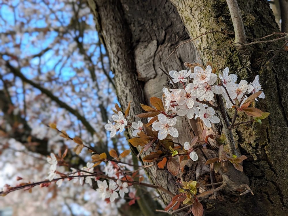 Cherry blossom on a tree 
