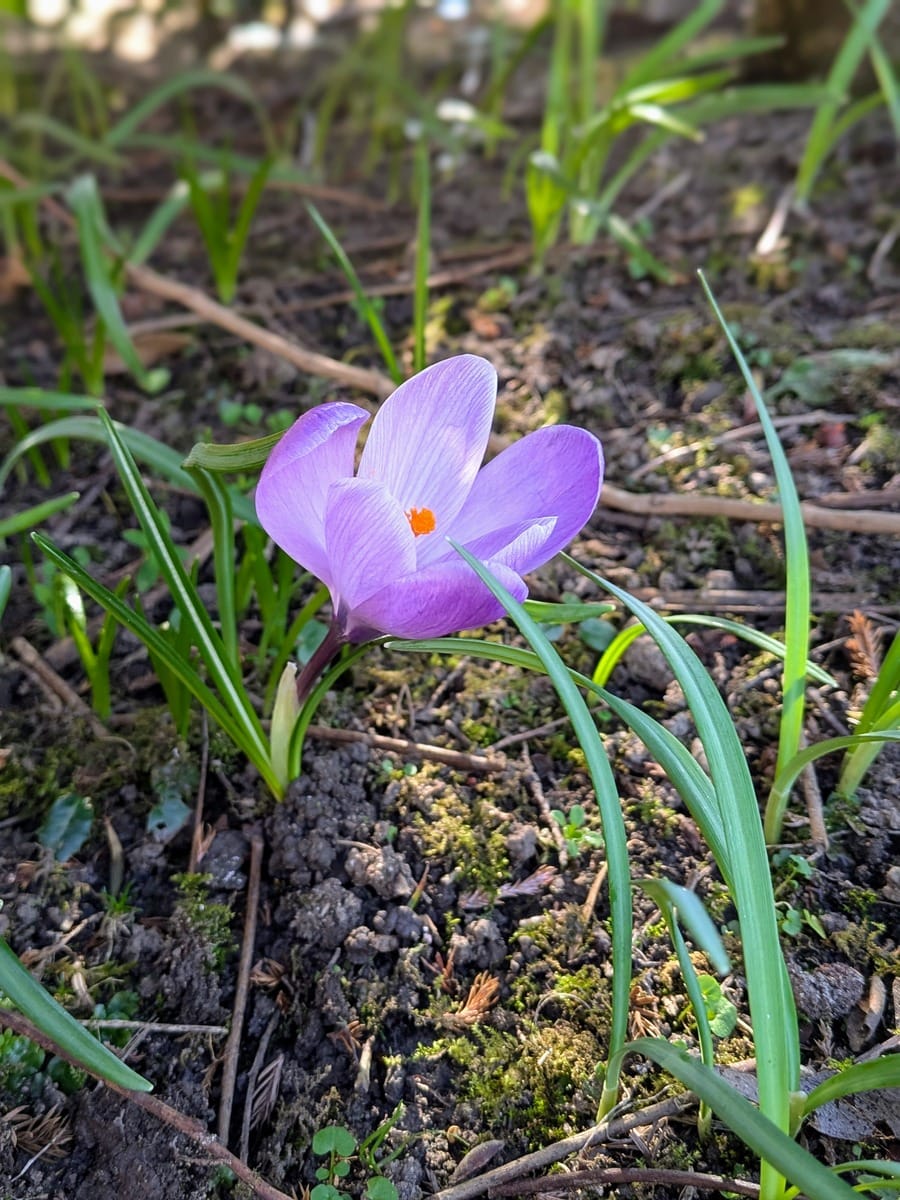 Small, delicate purple flower poking out the earth