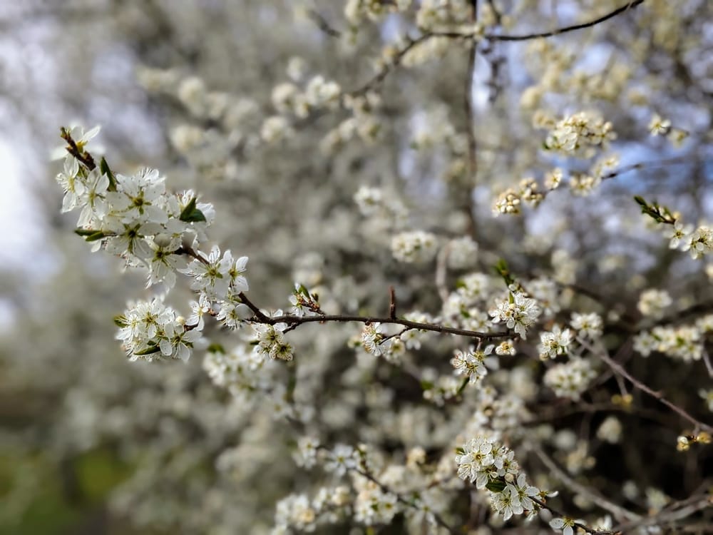 Photo of white blossom on blackthorn in a hedgerow near our house in Morpeth, England