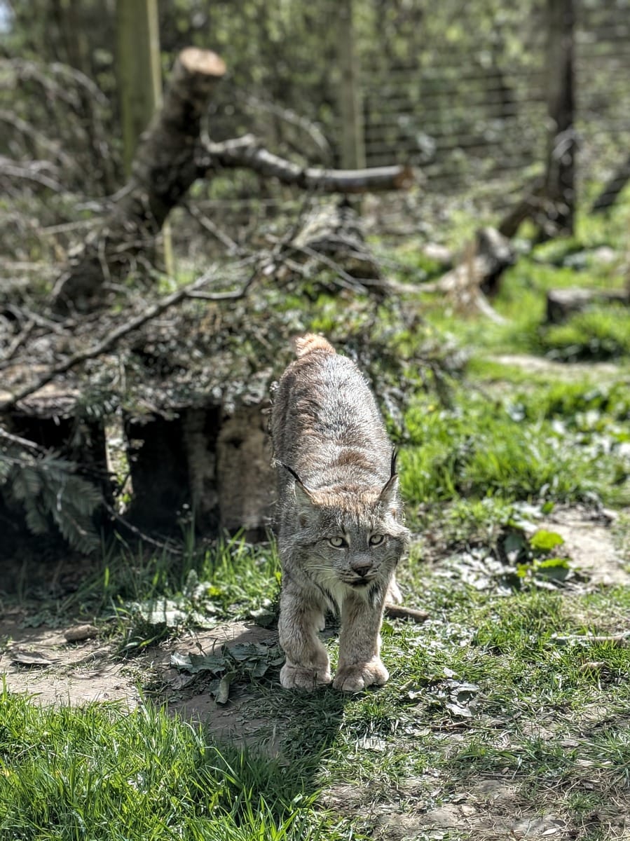 Lynx looking towards the camera