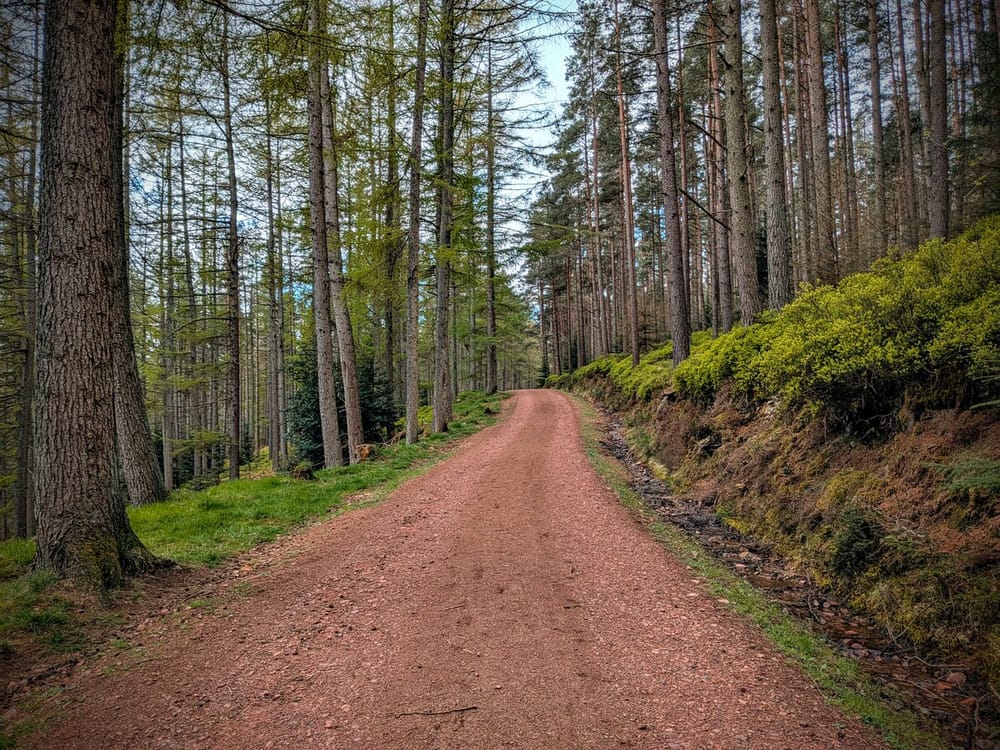 Path through timber forest
