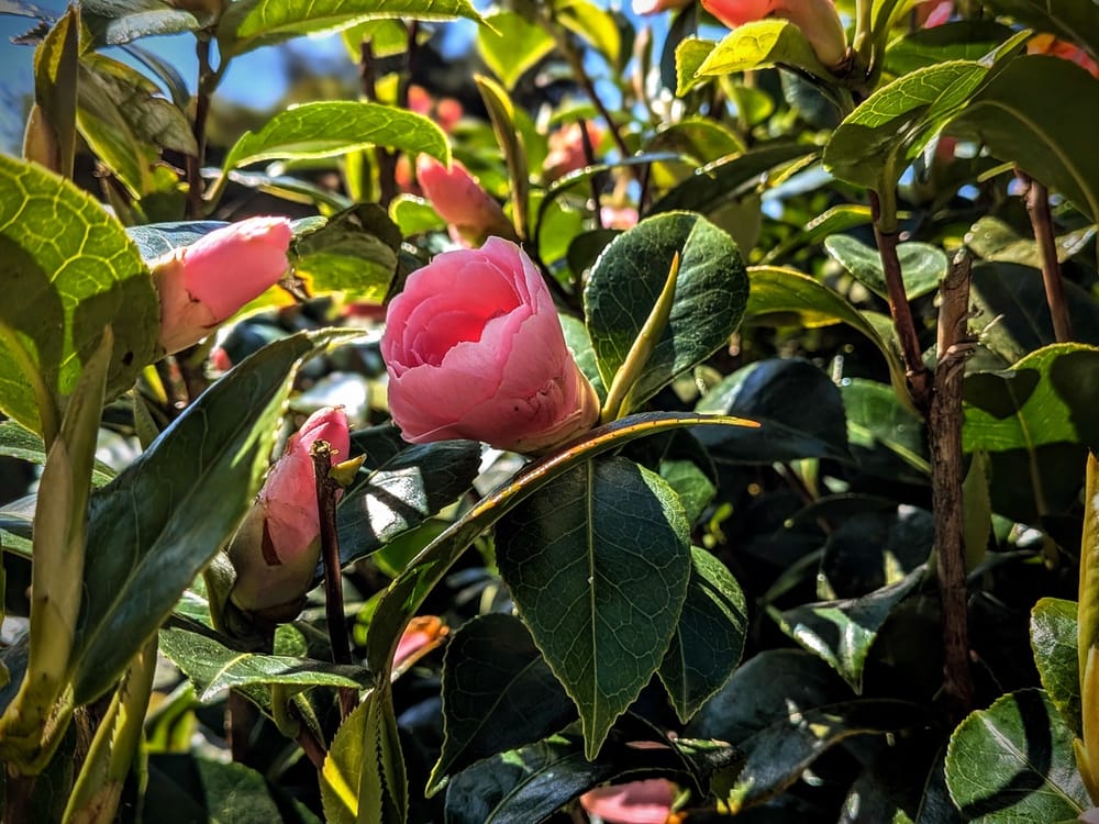 Pink flower on a Camellia plant