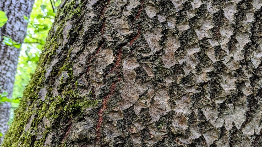 Close-up of textured tree bark with some moss