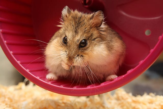 Hamster in a wheel