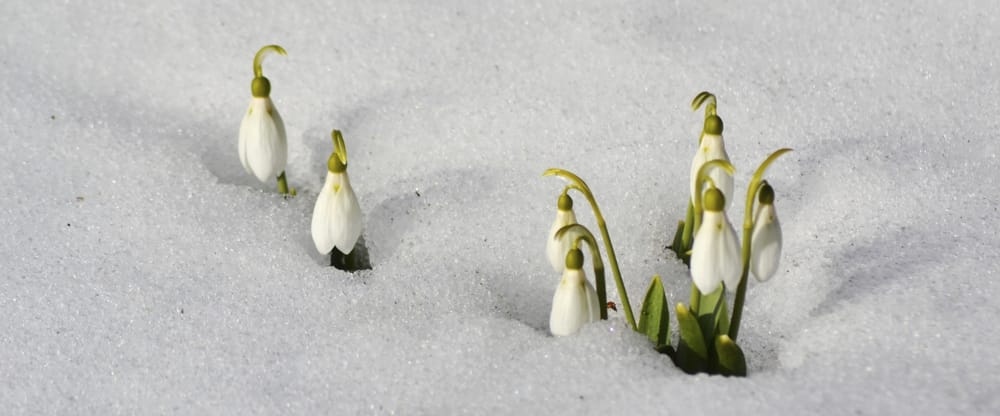 snowdrops