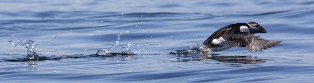 Getting up flying speed