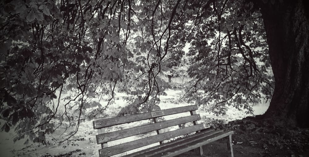 Tree in Morpeth, Northumberland