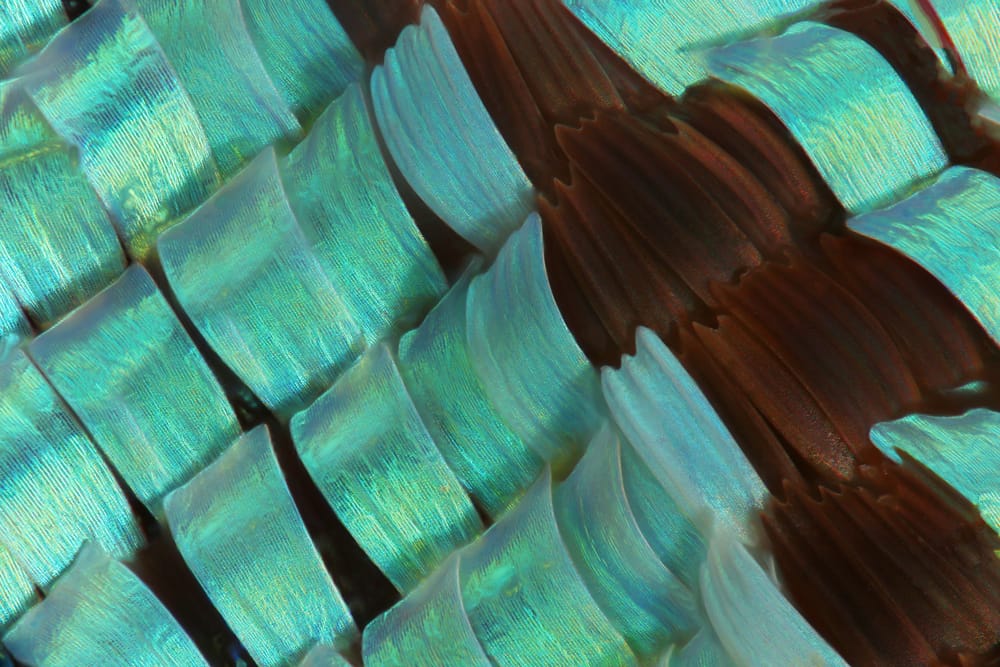 Macroscopic Solutions