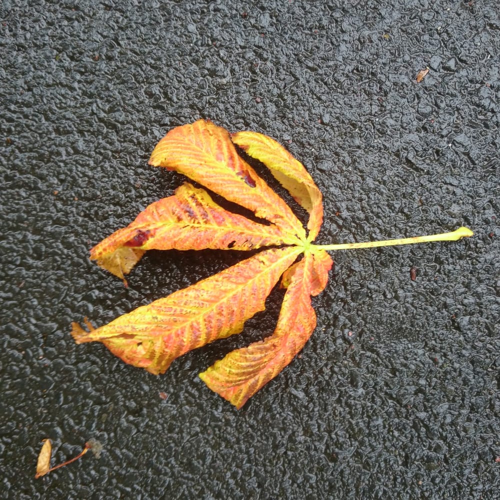 Autumn leaf