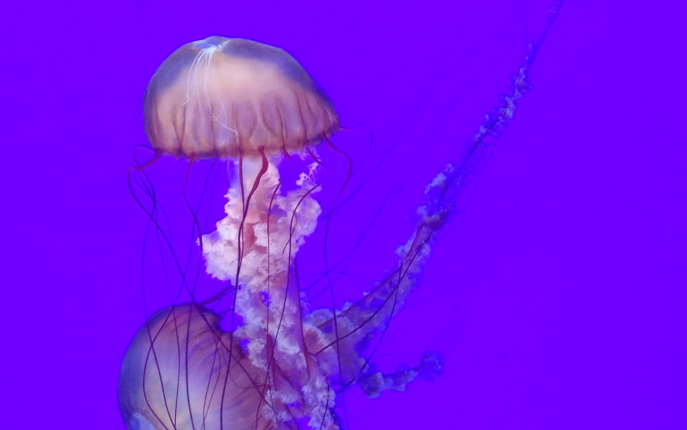 Jellyfish