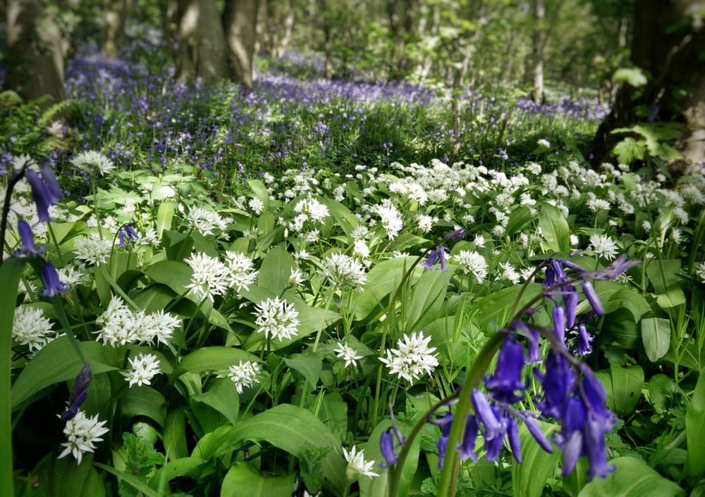 Bluebell Wood