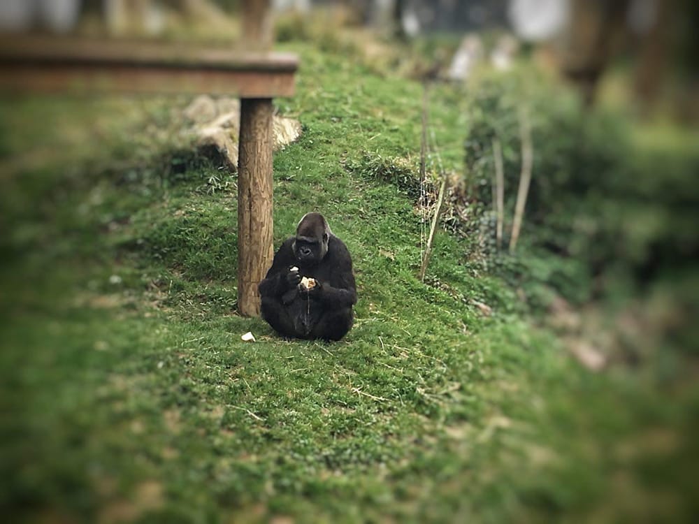 Gorilla