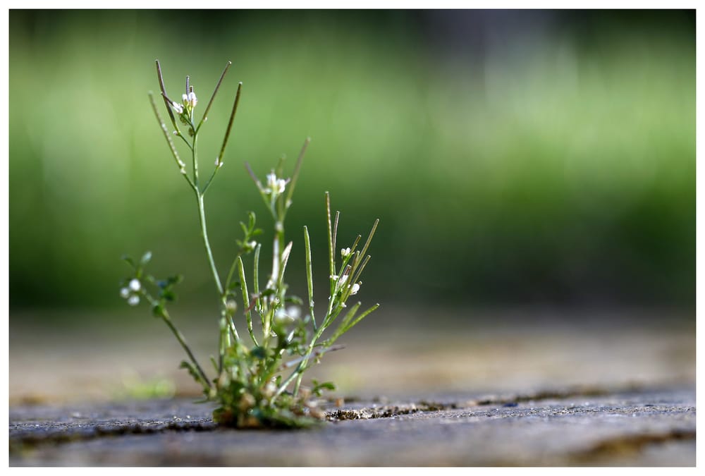 What we need is an Open Badges community renaissance, free of IMS involvement