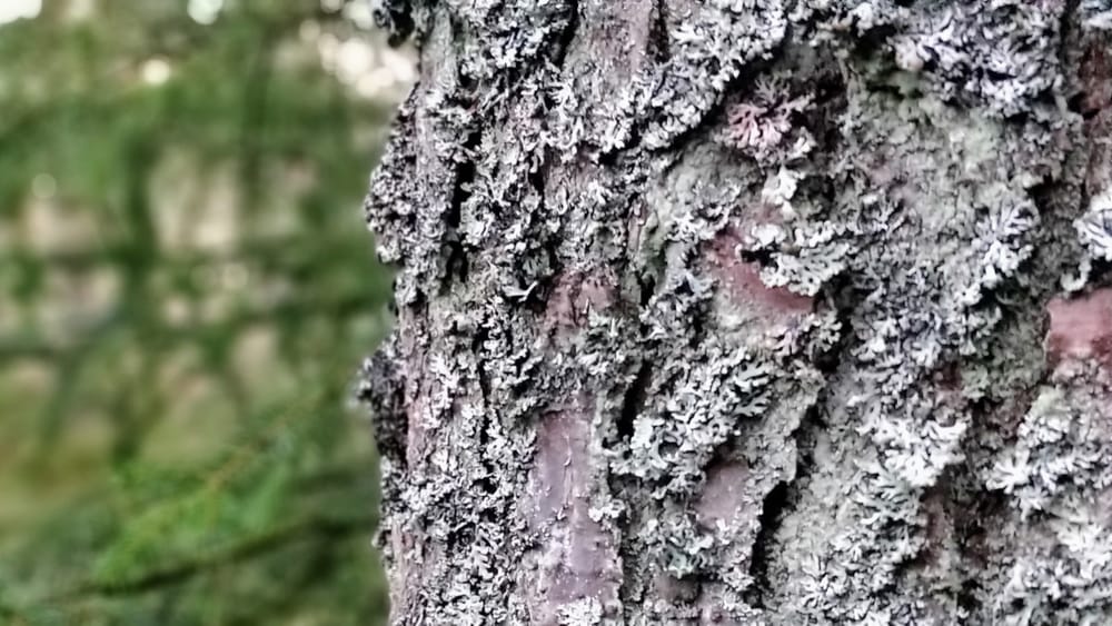Tree bark