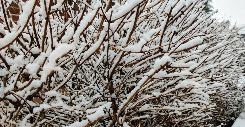 Snow on branches