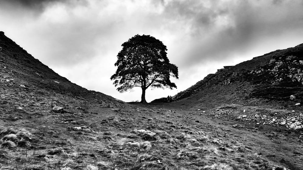 Sycamore Gap
