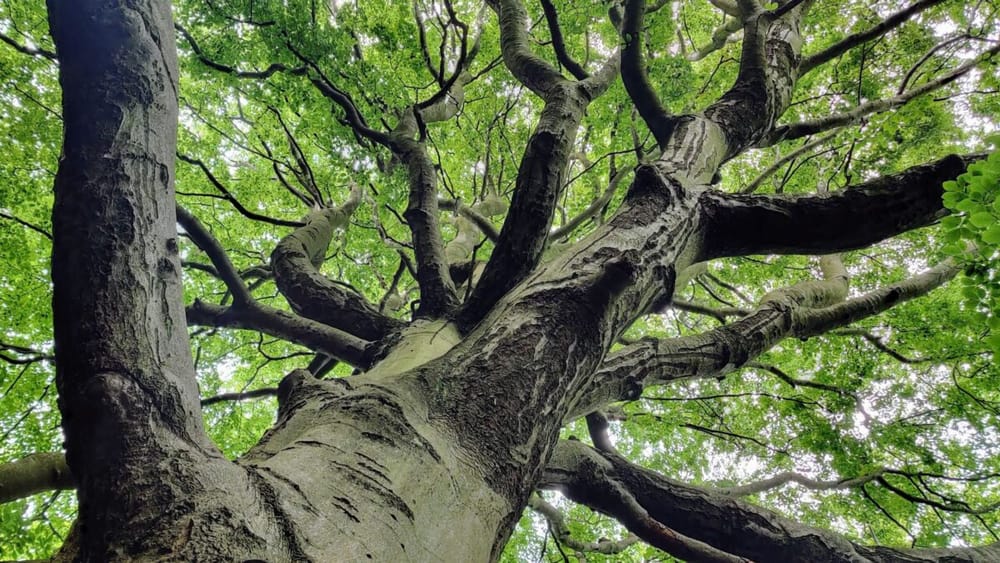 My favourite tree in Bluebell Wood, Morpeth, UK