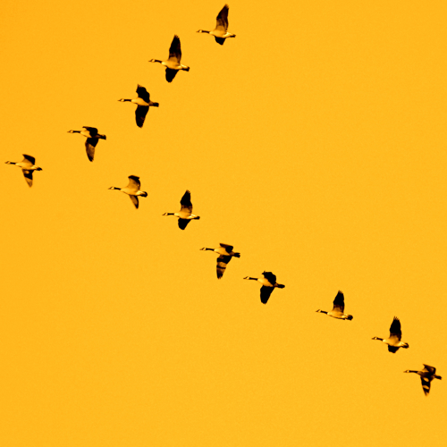 Honk!!! Honk!!! Honk!!! :)))