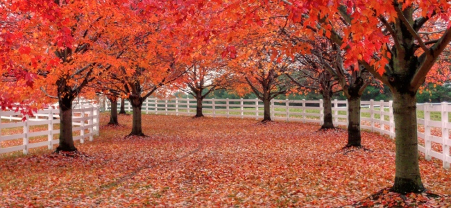 Red trees, LWPF, & a path