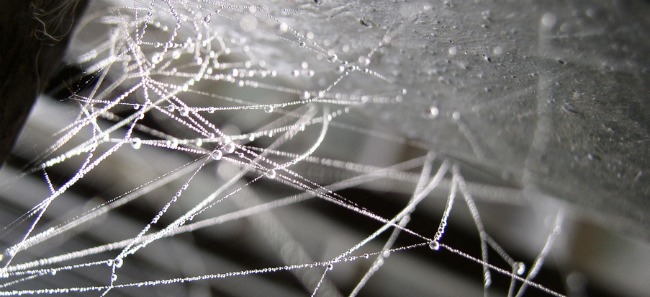 Captured & Sequestered  