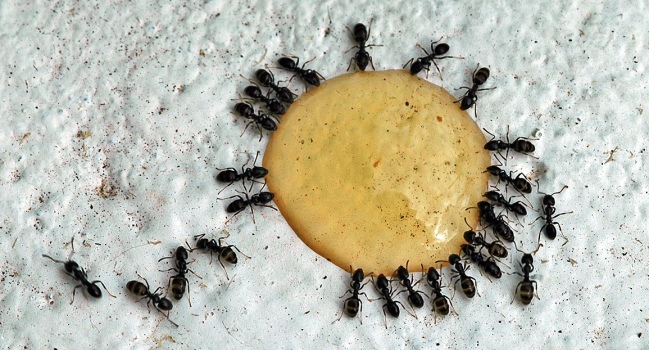 Ant Party