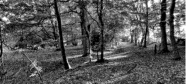 Bluebell Wood, Morpeth, Northumberland