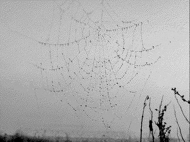 Spider web
