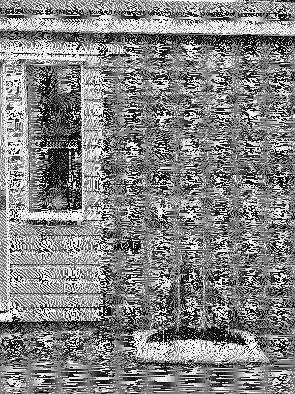 Tomato plants growing outside my home office