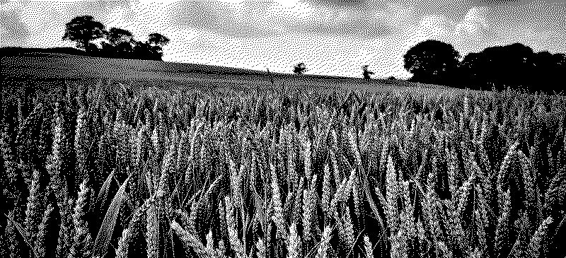 Wheat field