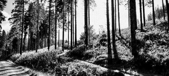 The bottom of an interesting bit of the blue mountain bike trail in the Forest of Ae