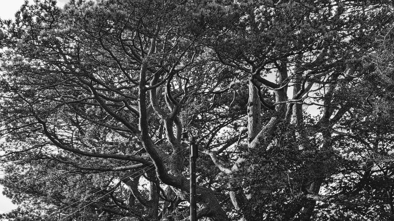 Trees and a telegraph pole