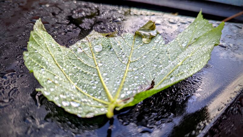 Leaf with water droplets