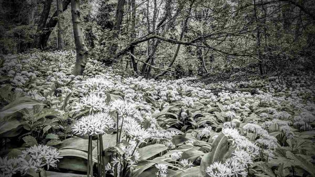 Wild garlic growing in Carlisle Park, Morpeth