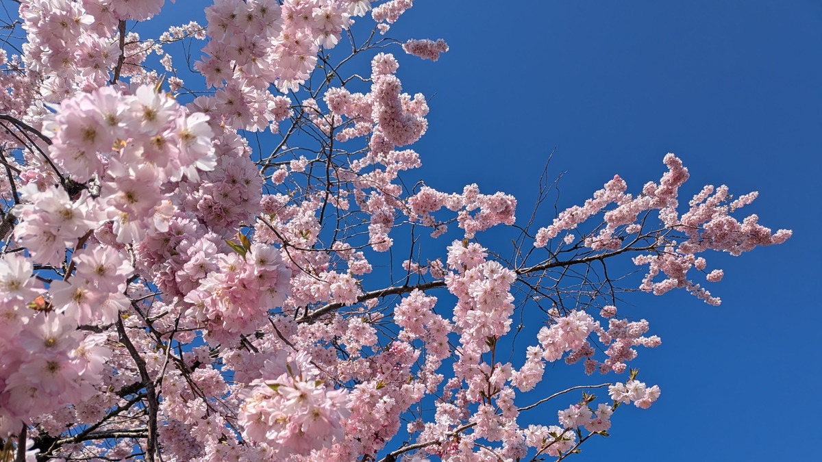Cherry blossom on a tree with a blue sky