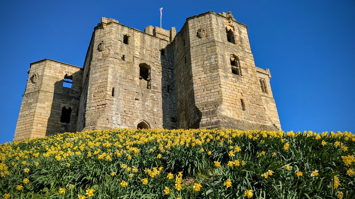 Daffodils on the hill next to Warkworth Castle, Northumberland