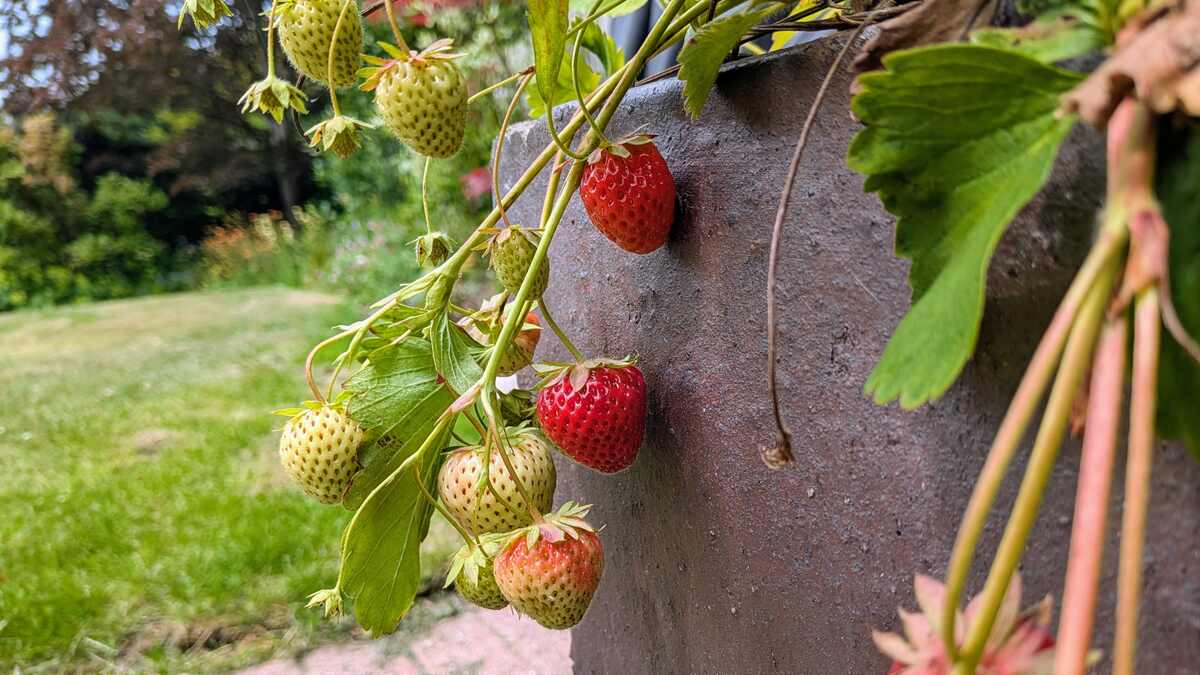 Strawberries in a garden planter, at various shades of ripeness