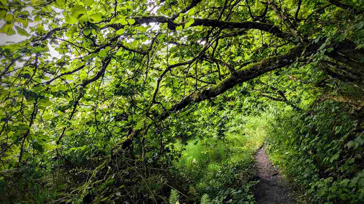 Overhanging tree in a woodland scene, with a footpath winding into the distance