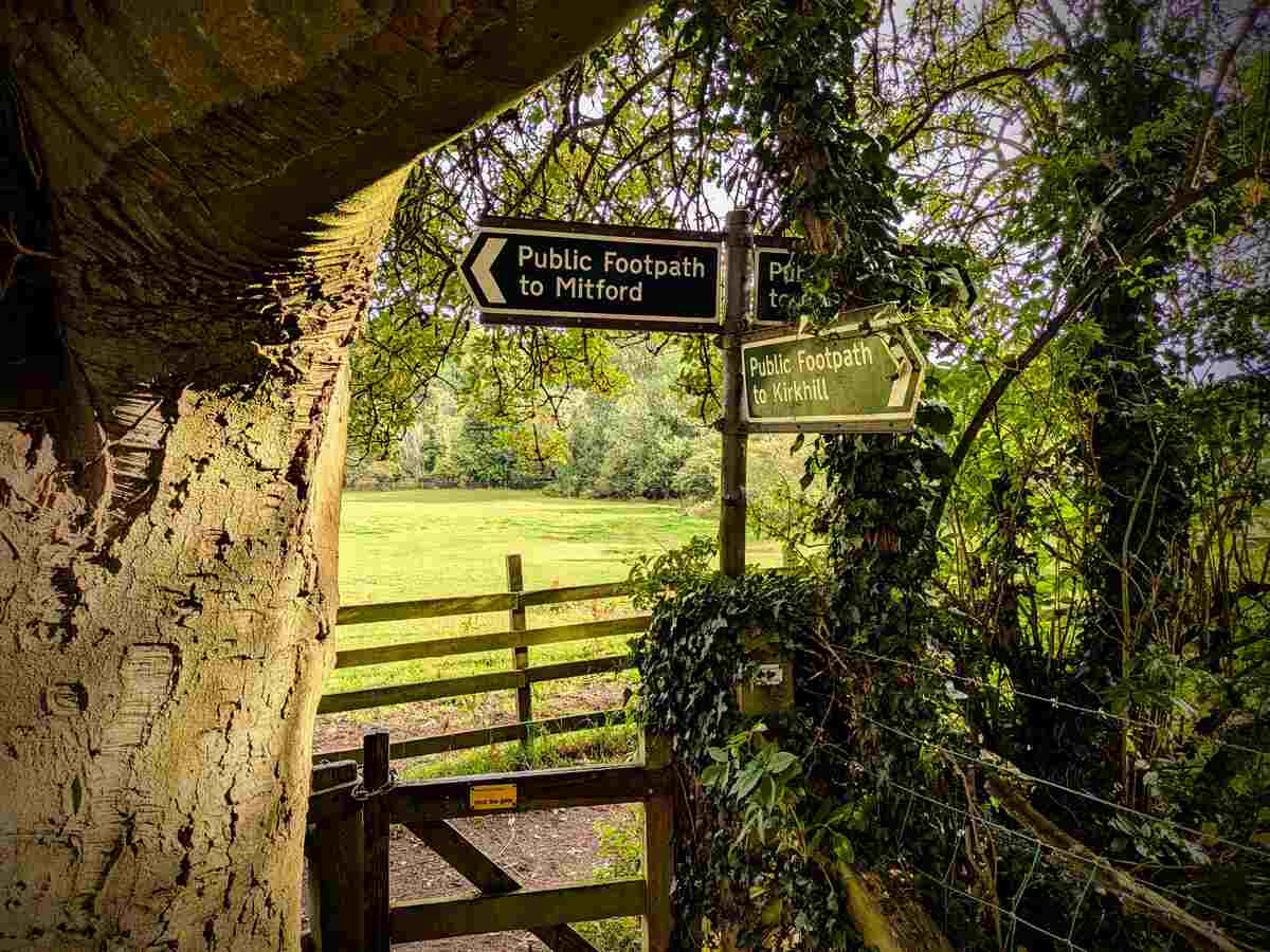 A tree, a gate, and three signs pointing in different directions