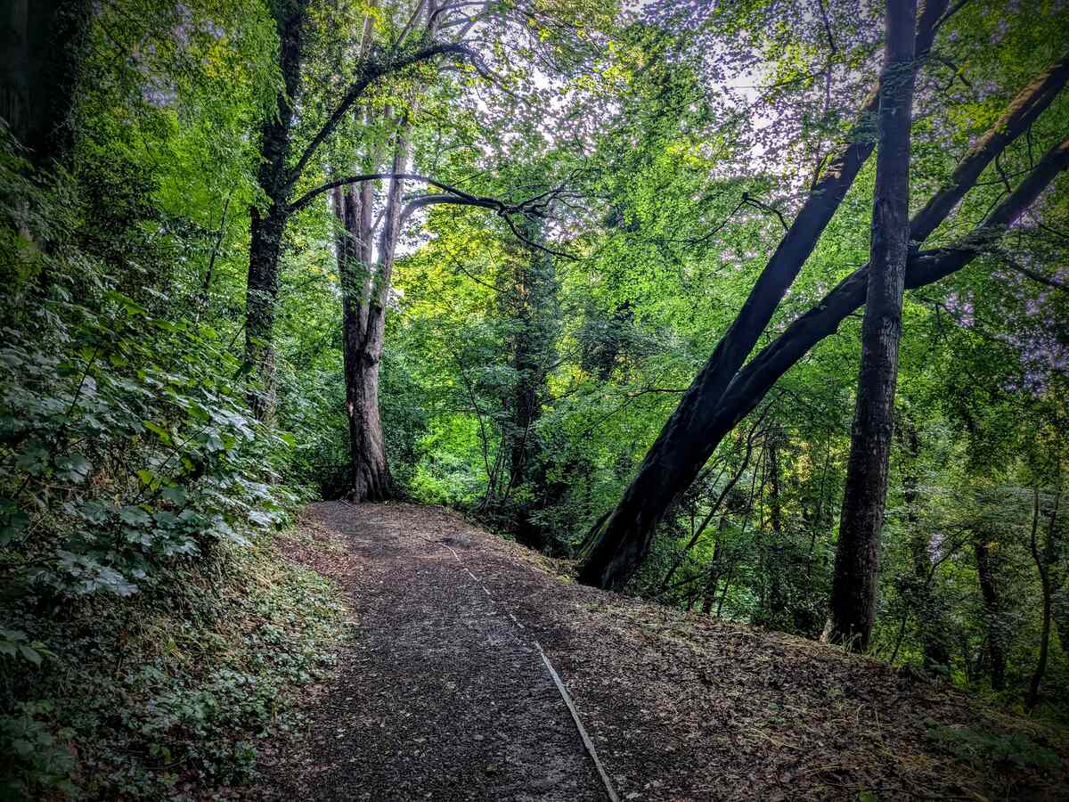 A woodland path