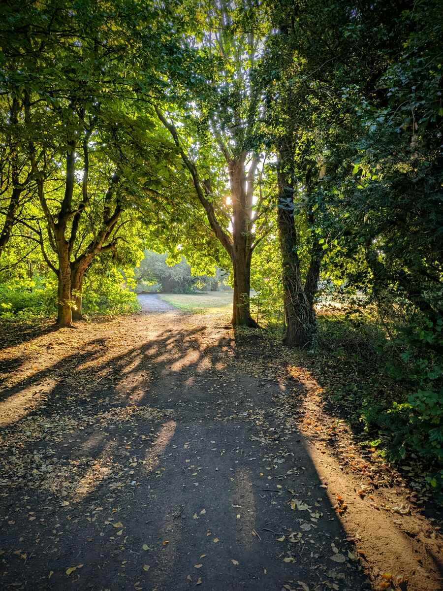 Sunlight shining through trees
