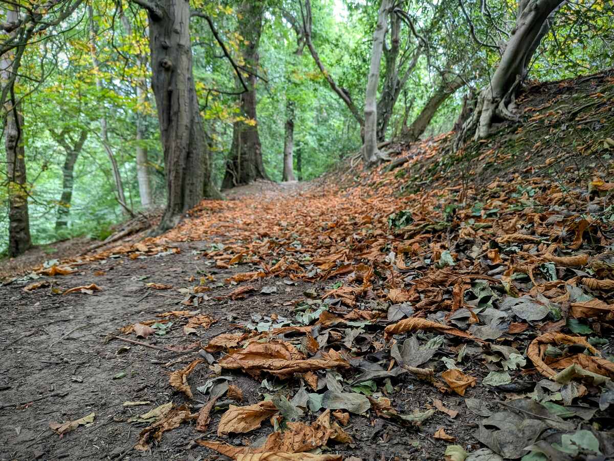 Autumnal scene in woods