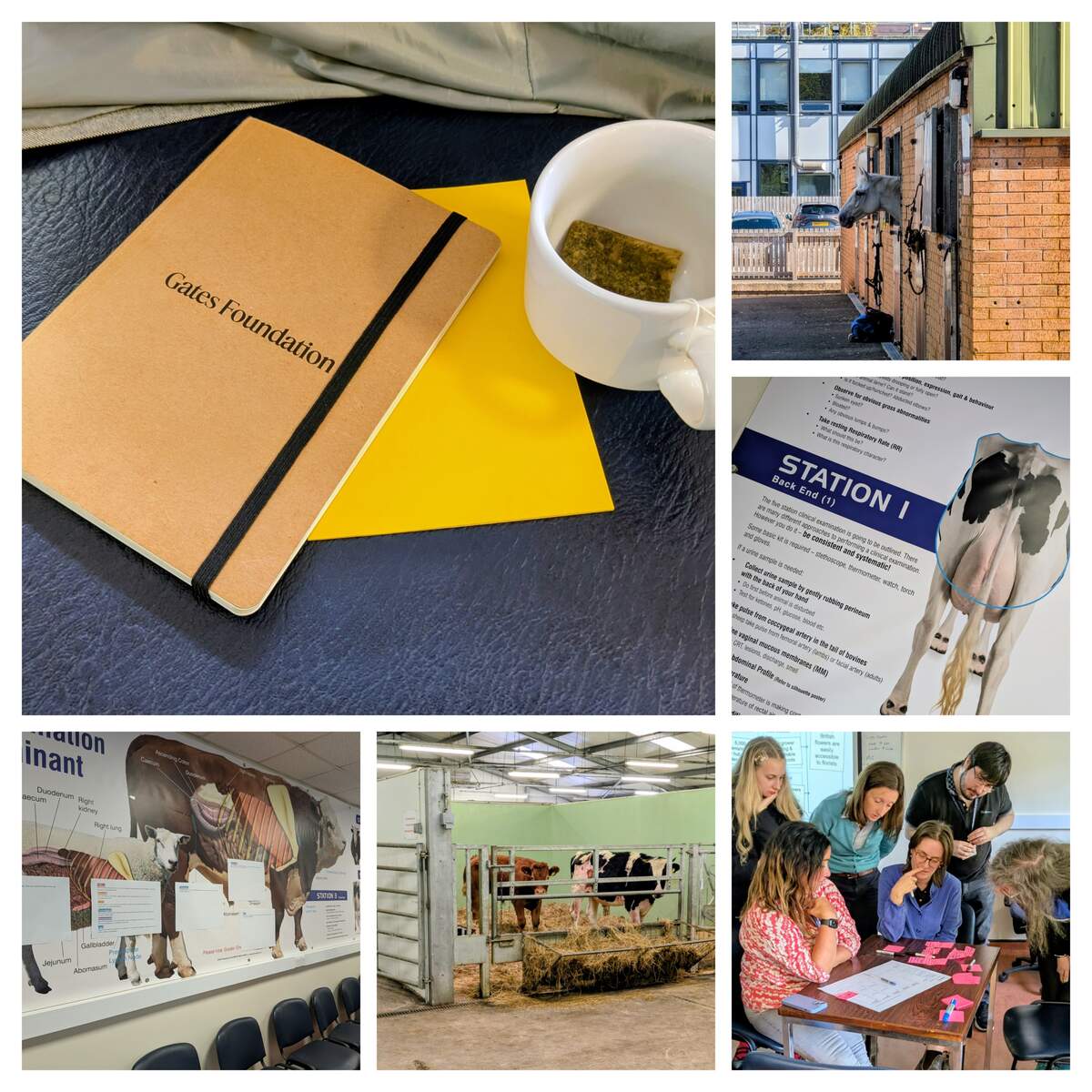 Collage of six photos taken during the SEBI-L workshop including participants and animals