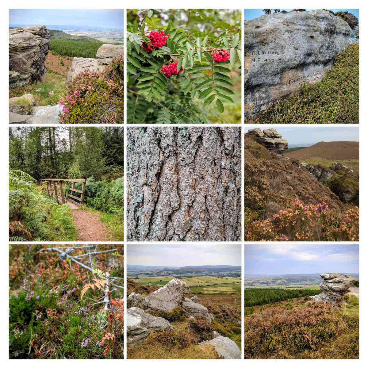 A collage of photos I took earlier today on a walk in the Simonside Hills, Northumberland